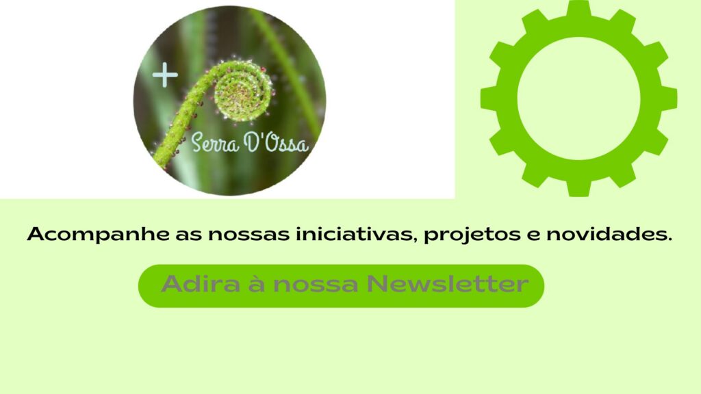 fundo newsletter