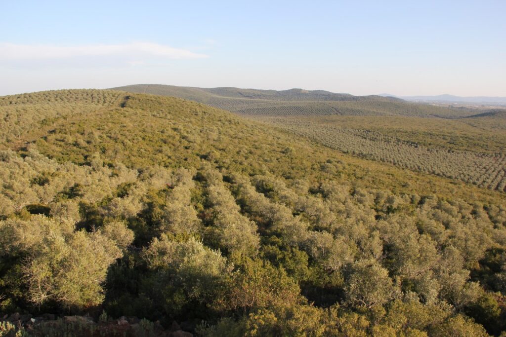 serra s miguel olivais