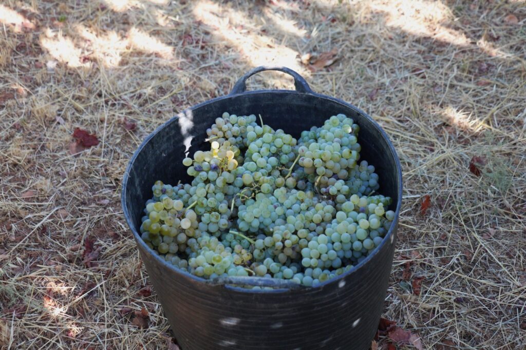 uvas 2025